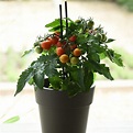 Kitchen Minis™ Siam Cherry Tomato | Plant Addicts