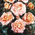 Golden Wedding ROSE | Trevor White Roses | Roses Direct From Grower