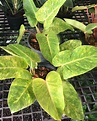 Philodendron painted lady 6" Pot Houseplant - Greenboog