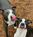 Dog Daycare Marietta, Kennesaw, Acworth | Atlanta Pet Resort