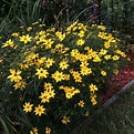 Moonbeam Coreopsis, low growing summer perennial-perfect for front of ...