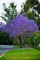 Jacaranda mimosifolia is a sub-tropical tree native to South America ...