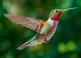 Hummingbird Wallpapers - Top Free Hummingbird Backgrounds - WallpaperAccess