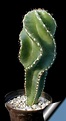 20 tipos de cactus que nunca habías visto! parte 2 - Id Plantae