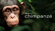 Assistir a Chimpanzé | Filme completo | Disney+