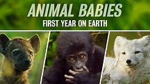Animal Babies: First Year on Earth - PBS Series - Where To Watch