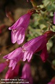 Penstemon rupicola | Rock Penstemon | Wildflowers of the Pacific Northwest
