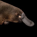 Platypus | National Geographic