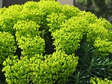 Euphorbia characias (Mediterranean Spurge) - World of Succulents