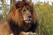 12 Curiosidades sobre os leões - Fatos que você não sabia!