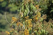 Quelite (Sinclairia sublobata) · NaturaLista Mexico