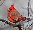 Cardenal Rojo | Celebrate Urban Birds