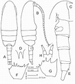 Clausocalanus furcatus female. A-dorsal; B-lateral; C-anterior of head ...