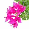 Bougainvillea 핑크 일러스트 꽃, 부겐빌레아, 꽃, 분홍 PNG 일러스트 및 PSD 이미지 무료 다운로드 - Pngtree