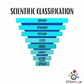 Biology - Scientific Classification | STEAMism