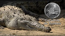 Moneda alusiva al "Cocodrilo de Tumbes" - YouTube