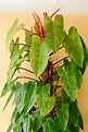 Philodendron ‘Painted Lady’ XL with colourful foliage | Plant Circle