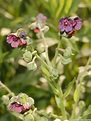 Cynoglossum officinale (Gypsy Flower): Minnesota Wildflowers