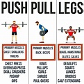 Pin by Daniela on full body workout | Push pull legs, Muscle groups to ...