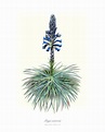 Puya santosii | Dibujos botánicos, Dibujos, Botanica