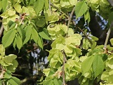 Feldulme - Ulmus carpinifolia - Baumschule Horstmann