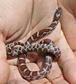 Eastern Milk Snake (juvenile) - Cooper's Rock State Park, West Virginia