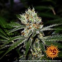 ! TANGERINE DREAM™ Cannabis Seeds | BARNEYS FARM®