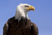 天空美国秃鹰对着蓝天阿拉斯加州雄伟高清图片下载-正版图片307693771-摄图网