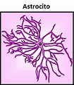 Astrocitos - CelulasGliales.com