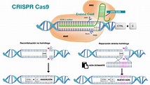 CRISPR/ Cas9 COMO HERRAMIENTA DE EDICIÓN GENÉTICA: LÍMITES ACTUALES Y ...