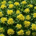 Sedum Little Miss Sunshine | Perennial Garden Plant | Free UK Delivery