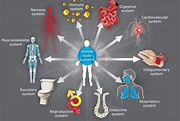 Body Systems | Definition, List of Body Systems and Functions