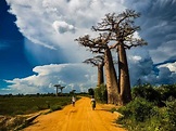 Avenue Of The Baobabs The Legendary Avenue Of Trees In Madagascar ...