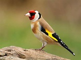 Goldfinch Bird Facts (Carduelis carduelis) | Bird Fact