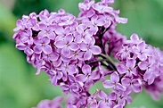 What lilac means? – ouestny.com