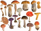 Carolus Linnaeus: Reino Fungi