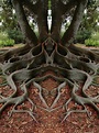 Cool looking tree / roots Amazing Nature, Beautiful World, Beautiful ...