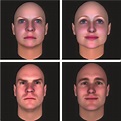 Examples of face images used in the main experiment, adapted from ...