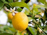 Cómo cultivar y cuidar limones | lovethegarden | Alai