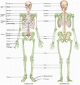 Human Skeleton - Skeletal System Function, Human Bones