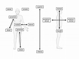 Anatomische Lage- und Richtungsbezeichnungen - DocCheck Flexikon
