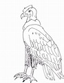Dibujos De Condor : Pasos para dibujar el condor de los andes para ...