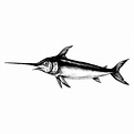Hand drawn swordfish isolated - Download Free Vectors, Clipart Graphics ...