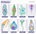 Protozoa - Definition, Examples, Characteristics, and Classification