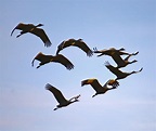 A rite of passage--the annual migration of Sandhill Cranes along the ...