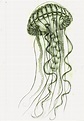 110-892-2748 | Jellyfish art, Jellyfish drawing, Jellyfish illustration