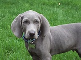 Samson, our blue Weimaraner | Blue weimaraner, Dog breeds pictures ...