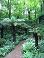 Fern Garden, Blarney Castle, Ireland Mushroom Culture, Fast Growing ...