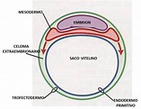 PERIODO EMBRIONARIO - Mind Map