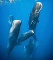 鲸鱼经常浮出水面呼吸，在海里睡觉的时候，为什么不会被憋死？_腾讯新闻